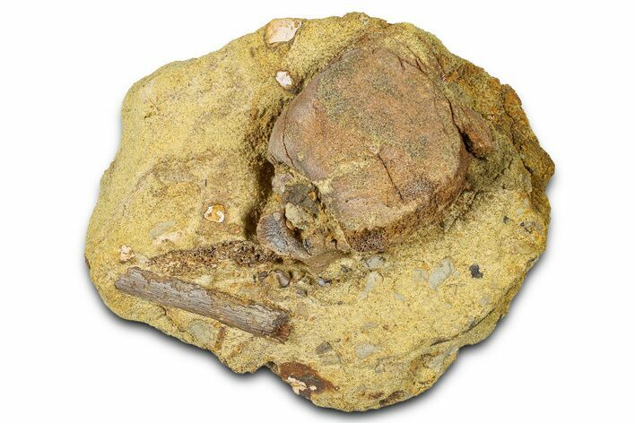 Hadrosaur Partial Caudal Vertebra & Tendon in Sandstone - Wyoming #370656